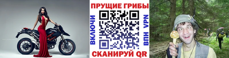закладки  Гулькевичи  Галлюциногенные грибы GOLDEN TEACHER 
